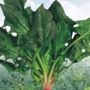 화분선반 섬초 동초 시금치 야채 채소 식물 씨 종자 씨앗 400g 정리대