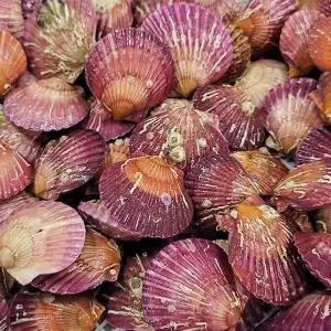 G1987 통영홍가리비 3kg