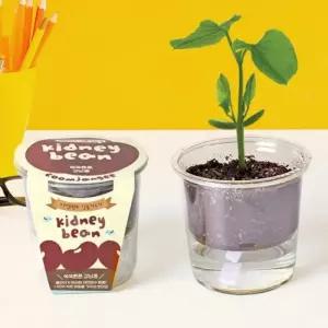 자연과학 강낭콩 재배 키트
