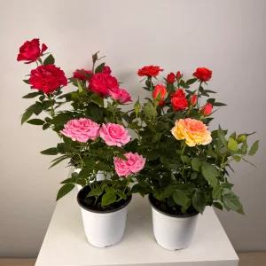 장미화분 미니장미 키우기 다양한 색상 모종 색상랜덤 봄꽃 윤스가든