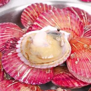 [셀러허브][아침애딴] 산지직송 통영 홍가리비 8kg (160미 내외) (S48360150)