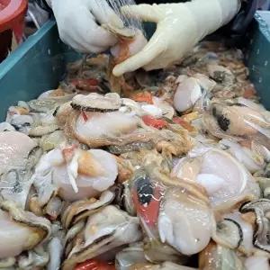 [장보리]횟감용 당일조업 손질 키조개 1kg