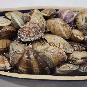 [지투지샵]G1987 국내산 생물 바지락 1kg