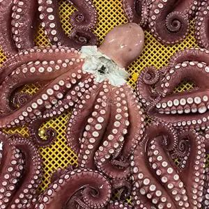 [장보리]국내산 자숙 대왕 참문어 자숙 전 3kg급