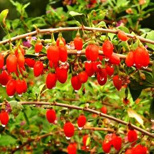 [나무의모든것]왕구기자나무묘목 2년생 상묘/약용수 판매중