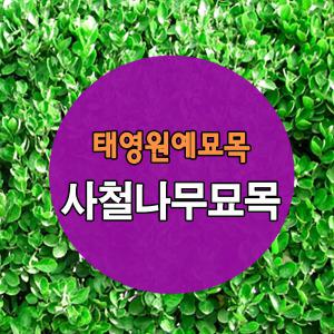 [태영원예묘목]사철나무 5주묶음판매중/80cm이상.조경수 경계목 울타리용