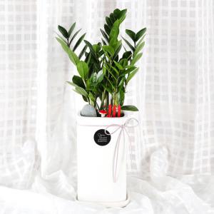 당일 2시간 전국 꽃배달 개업 축하 화분 금전수 D642