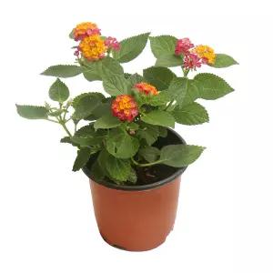 란타나 랜덤 소품