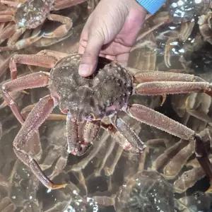 북해도 프리미엄 활 대게 2미 1kg내외