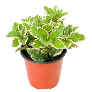 무늬산호수 학교수업용