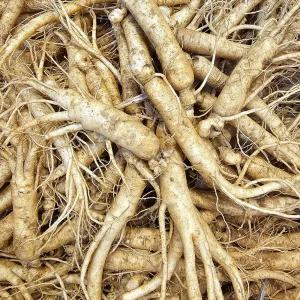 풍기인삼 수삼 난발삼 750g (14-20뿌리) 인삼