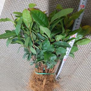 [나무팜]녹차나무묘목 (20개/2년생 ) 녹차묘목 상록식물 식용.약용 차음료 건강차 건강음식 야생화 조경용 관상용