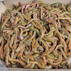 생물 청갯지렁이 청개비 낚시미끼 500g 1kg