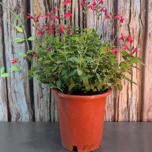 이삭 체리세이지 중품 체리향나는 베란도에서도 굿