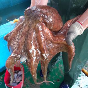 남해 바다 해녀 언니네 자연산 자숙 문어 1kg (2-3미) 산지 숙회 제수용 돌문어 선물