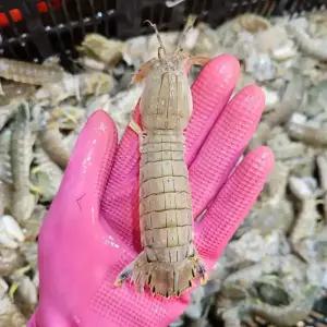 싱싱햇 활 갯가재 쏙갯가재 딱새 털치 쏙새우 1kg