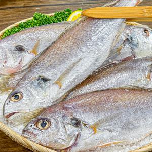 청결 건조! 국내산 반건조 남해 백조기 특사이즈 1미(총 200g 내외)