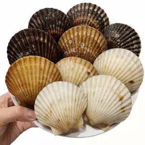 통영산 프리미엄 활 흑백가리비 꽃게맛 4kg