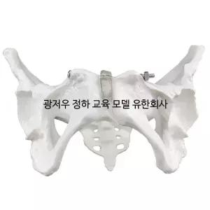 인체 해부학 골격 모형 교육용 여성 골반 척추 관절 구조 병원 실습용 교구