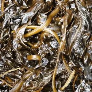 기장 생미역 물미역 미역 1kg 무료배송