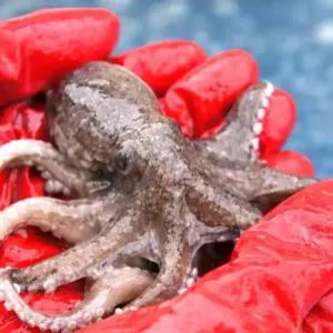 새벽조업 국산 생물 알 쭈꾸미 1kg