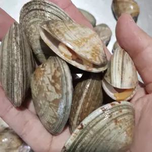 국내산 신선 왕바지락 1kg 해감 특대 바지락