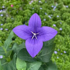 도라지꽃 소형 꽃모종 야생화 인테리어 식물 화초 키우기