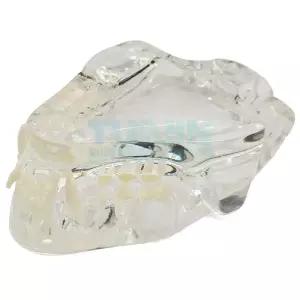 교육용 치아모형 강아지 개과 수의학 이빨 해부학 수의사 모델 실습 교구