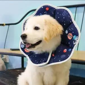 [콩심팥심]반려동물목보호 방수 넥카라 깔대기 애견용품 목카라