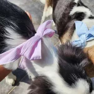 쿨스카프 강아지 고양이 여름 냉감 스카프 얼음