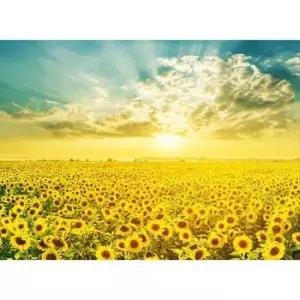 퍼즐 500피스 해바라기 일출 액자 그림 퍼즐