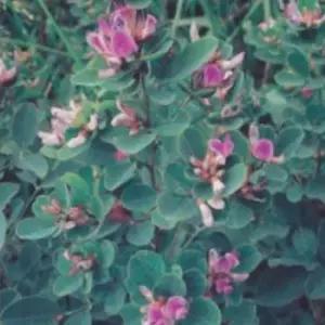 조화화분 참싸리 울타리 빗자루 산림 씨앗 종자 품종 씨 700g 장식화분