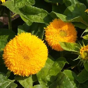 품종 판매 테디베어 키우기 종자 야생화 씨앗 꽃 100립 [m9F2A48]