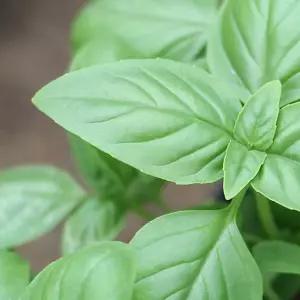화분에 꽂는 스위트바질 씨앗 5개