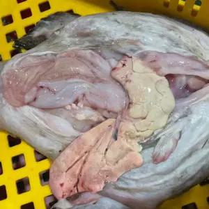 국내산 생물 손질 아귀 3.5kg급 애, 위, 아귀간