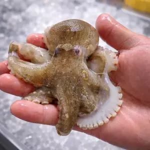 (특가) 봄 제철 활 주꾸미 1kg 쭈꾸미 생물 알주꾸미