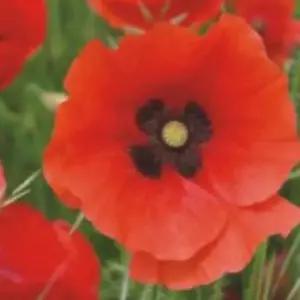 계분 레드 관상용 품종 야생화 꽃씨 종자 양귀비 씨앗 30g 퇴비