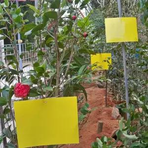 해충포획 날파리 양면 트랩 벌레퇴치 모기 끈끈이트랩 벌레끈끈이