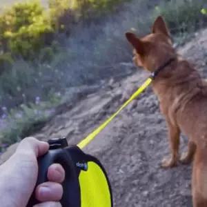 [반려] 야간 반사 리쉬 1P 강아지 자동줄 반려견 산책줄 M