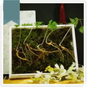 명품 산양삼 8-9년근 5뿌리 국산 산삼 설선물