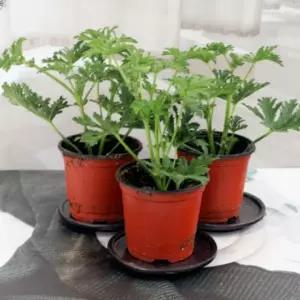 페라고늄 모기풀 반려식물 구문초모종 모기풀 반려 원예용품 페라고늄 실내