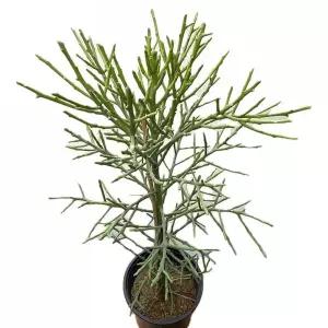 실내 식물 유포르비아 연필선인장 86cm 기기 키우기 재배 원예