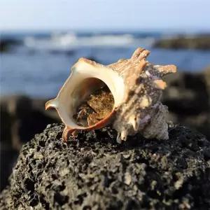 G1987 국내산 통영 뿔소라 2kg