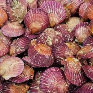 G1987 통영홍가리비 3kg