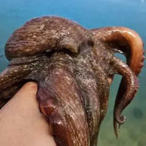 G1987 통영 활 돌문어 1kg