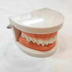 치아모형 양치교육 교구 어린이 치과놀이