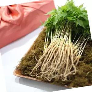 VDG 유황 새싹삼 대 30cm내외 50뿌리 선물 포장 건강