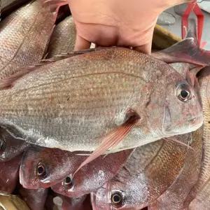 서해안 생물 참돔 2미 도미 횟감