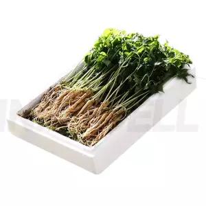 청삼애 3년근 대왕 새싹삼 무비료 무제초제 사포닌 풍부 잎 줄기 뿌리 통째 프리미엄 새싹인삼 50뿌리