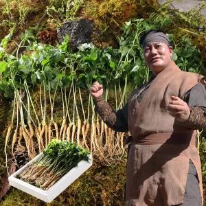 청삼애 3년근 대왕 새싹삼 무비료 무제초제 사포닌 풍부 잎 줄기 뿌리 통째 프리미엄 새싹인삼 50뿌리